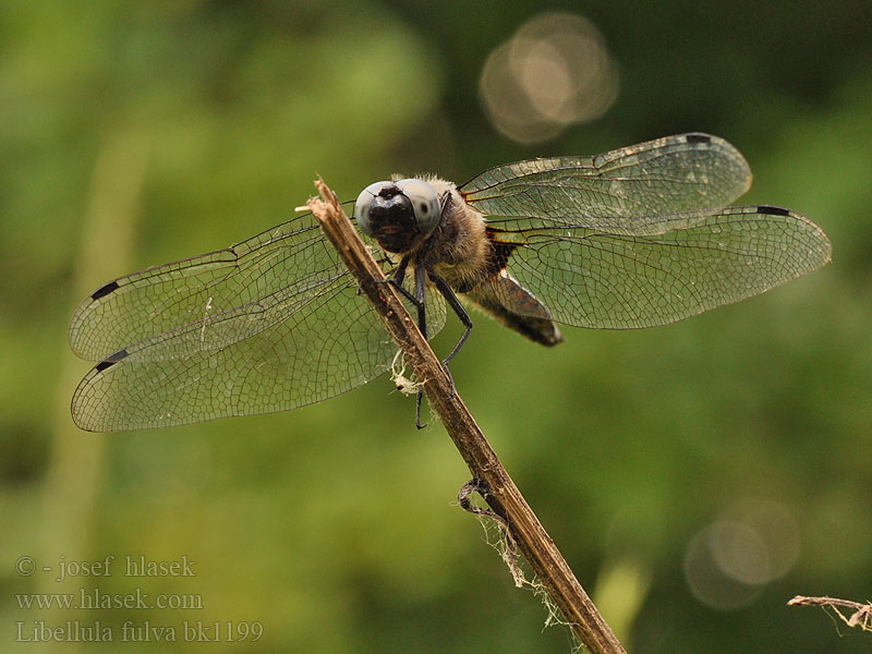 Libellula fulva bk1199