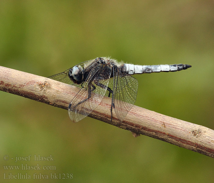 Libellula fulva Spitzenfleck Ważka żółta Vážka plavá Spetsfläckad trollslända Стрекоза рыжая Črni ploščec Mocsári szitakötő Scarce Chaser Blue Spidsplettet Libel Sorjahukankorento Libellule fauve Bruine korenbout