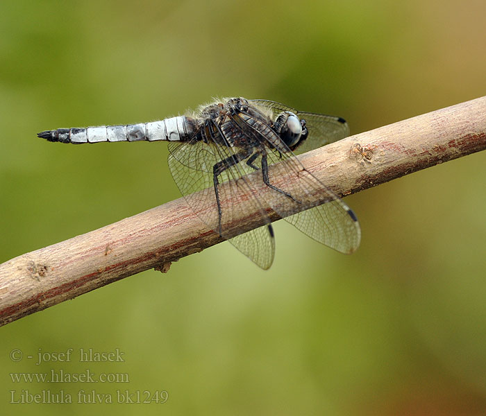 Libellula fulva Ważka żółta Vážka plavá Spetsfläckad trollslända Стрекоза рыжая Črni ploščec Mocsári szitakötő Scarce Chaser Blue Spidsplettet Libel Sorjahukankorento Libellule fauve Bruine korenbout Spitzenfleck