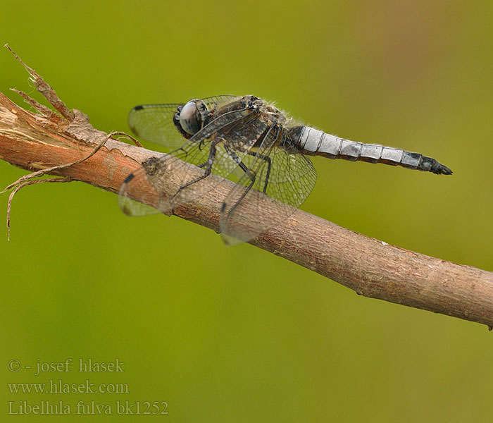 Libellula fulva Vážka plavá Spetsfläckad trollslända Стрекоза рыжая Črni ploščec Mocsári szitakötő Scarce Chaser Blue Spidsplettet Libel Sorjahukankorento Libellule fauve Bruine korenbout Spitzenfleck Ważka żółta