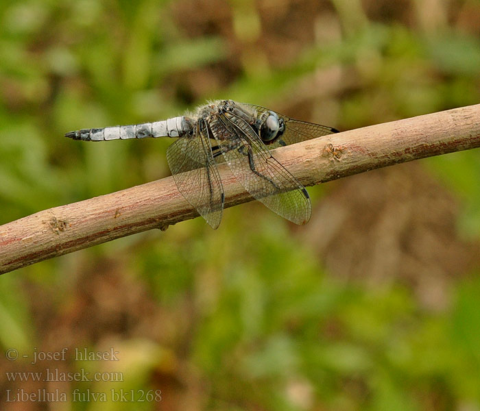 Libellula fulva Spetsfläckad trollslända Стрекоза рыжая Črni ploščec Mocsári szitakötő Scarce Chaser Blue Spidsplettet Libel Sorjahukankorento Libellule fauve Bruine korenbout Spitzenfleck Ważka żółta Vážka plavá