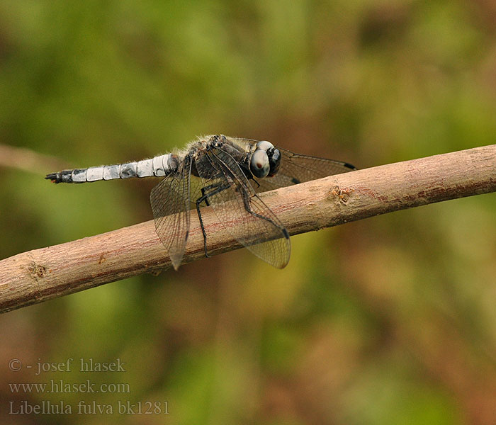 Libellula fulva Стрекоза рыжая Črni ploščec Mocsári szitakötő Scarce Chaser Blue Spidsplettet Libel Sorjahukankorento Libellule fauve Bruine korenbout Spitzenfleck Ważka żółta Vážka plavá Spetsfläckad trollslända