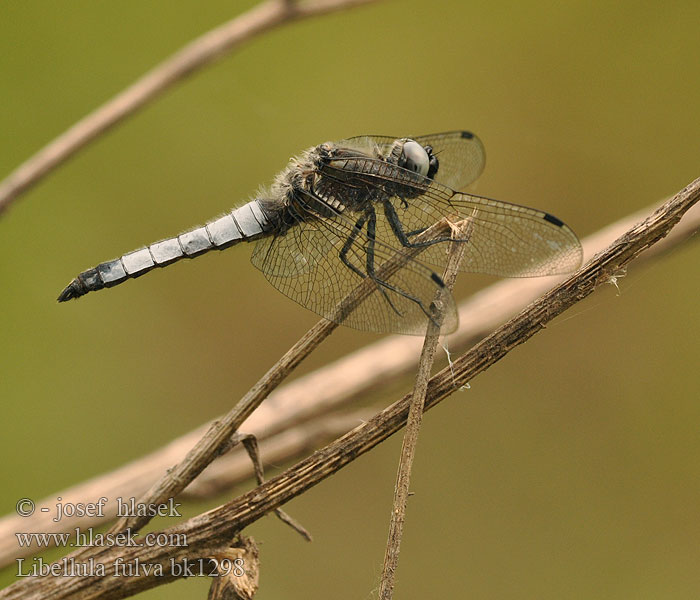 Libellula fulva Črni ploščec Mocsári szitakötő Scarce Chaser Blue Spidsplettet Libel Sorjahukankorento Libellule fauve Bruine korenbout Spitzenfleck Ważka żółta Vážka plavá Spetsfläckad trollslända Стрекоза рыжая