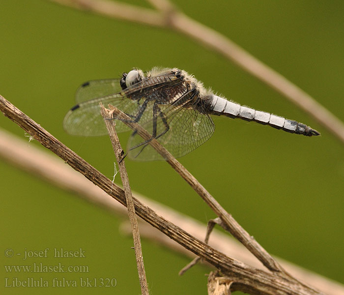 Scarce Chaser Blue Spidsplettet Libel Sorjahukankorento Libellule fauve Bruine korenbout Spitzenfleck Ważka żółta Vážka plavá Spetsfläckad trollslända Стрекоза рыжая Libellula fulva Črni ploščec Mocsári szitakötő