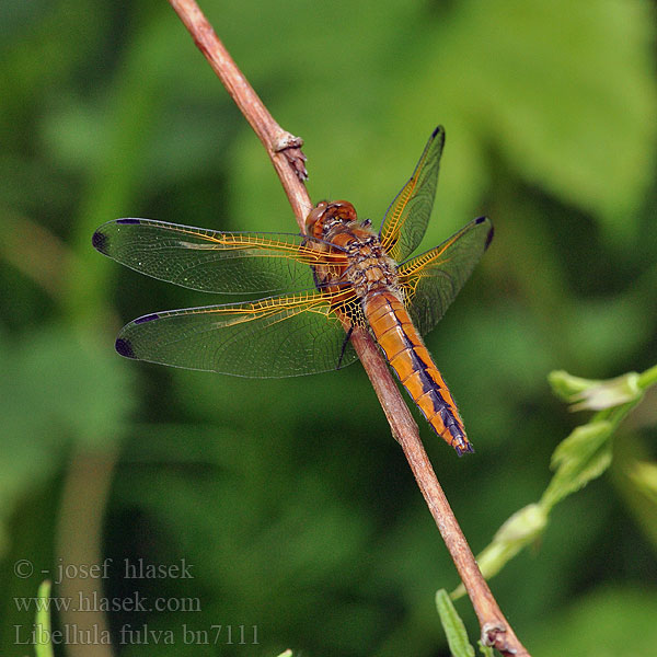 Libellula fulva Ważka żółta Vážka plavá Scarce Chaser Blue Spidsplettet Libel Sorjahukankorento Libellule fauve Bruine korenbout Spitzenfleck Spetsfläckad trollslända Стрекоза рыжая Бабка руда Črni ploščec Mocsári szitakötő