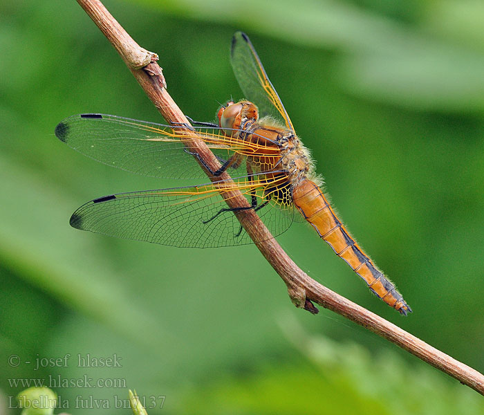 Vážka plavá Libellula fulva Ważka żółta Scarce Chaser Blue Spidsplettet Libel Sorjahukankorento Libellule fauve Bruine korenbout Spitzenfleck Spetsfläckad trollslända Стрекоза рыжая Бабка руда Črni ploščec Mocsári szitakötő