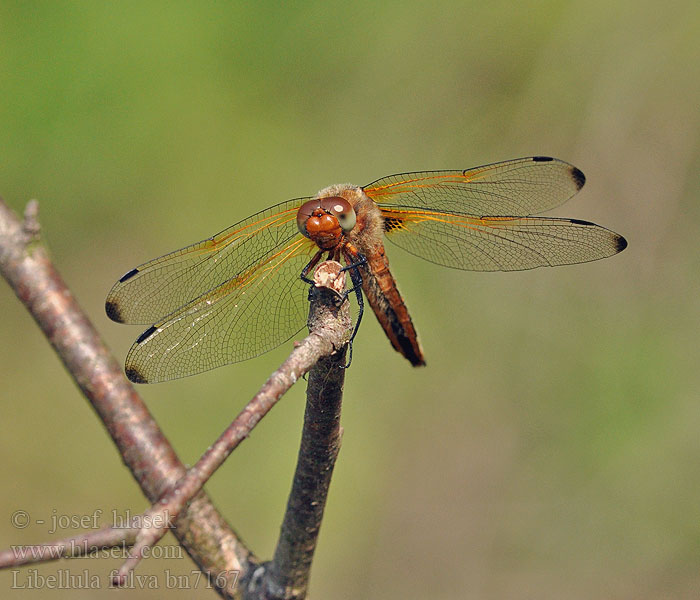 Libellula fulva Vážka plavá Ważka żółta Scarce Chaser Blue Spidsplettet Libel Sorjahukankorento Libellule fauve Bruine korenbout Spitzenfleck Spetsfläckad trollslända Стрекоза рыжая Бабка руда Črni ploščec Mocsári szitakötő