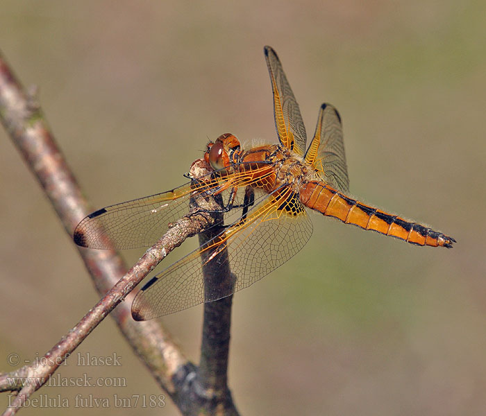 Ważka żółta Libellula fulva Vážka plavá Scarce Chaser Blue Spidsplettet Libel Sorjahukankorento Libellule fauve Bruine korenbout Spitzenfleck Spetsfläckad trollslända Стрекоза рыжая Бабка руда Črni ploščec Mocsári szitakötő