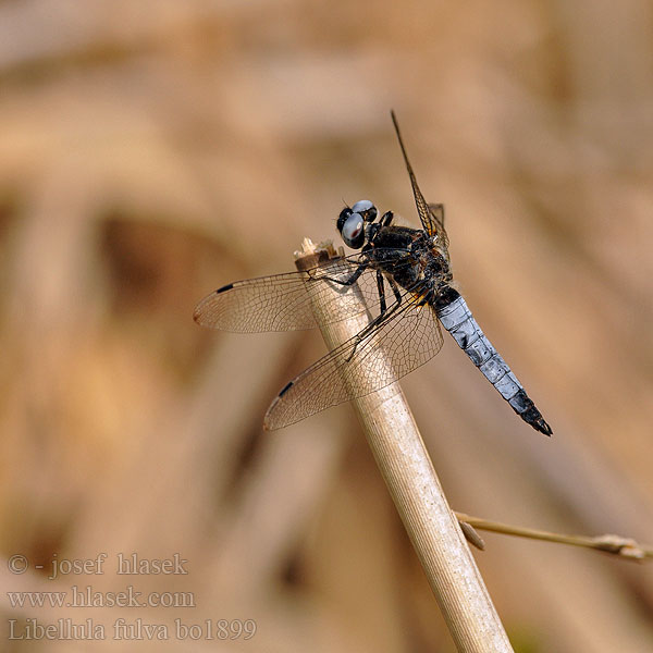 Libellula fulva Libellule fauve Bruine korenbout Spitzenfleck Ważka żółta Vážka plavá Scarce Chaser Blue Spidsplettet Libel Sorjahukankorento Spetsfläckad trollslända Стрекоза рыжая Бабка руда Črni ploščec Mocsári szitakötő