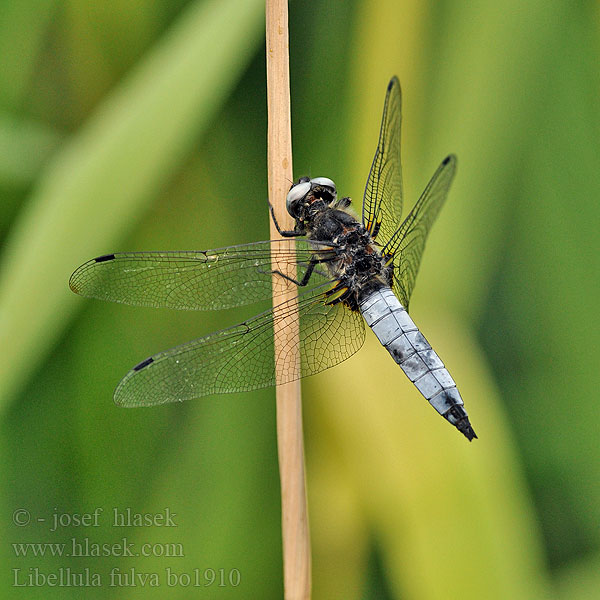 Spitzenfleck Libellula fulva Libellule fauve Bruine korenbout Ważka żółta Vážka plavá Scarce Chaser Blue Spidsplettet Libel Sorjahukankorento Spetsfläckad trollslända Стрекоза рыжая Бабка руда Črni ploščec Mocsári szitakötő