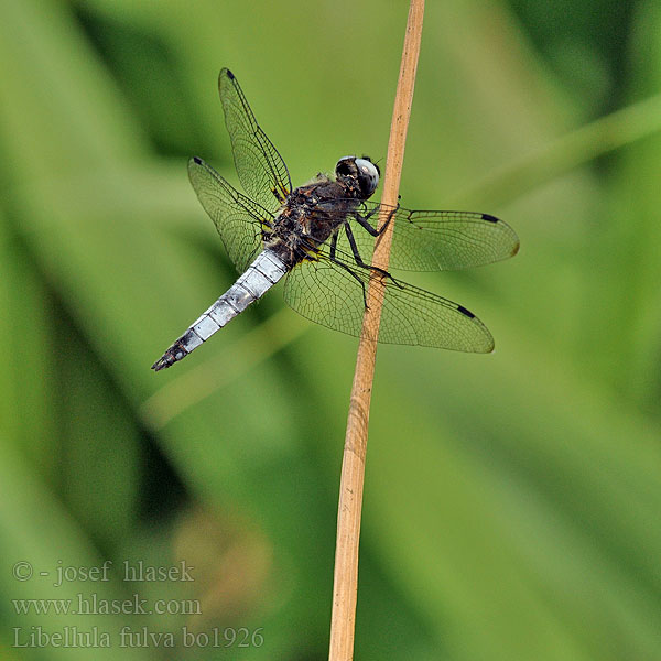 Libellula fulva Spitzenfleck Libellule fauve Bruine korenbout Ważka żółta Vážka plavá Scarce Chaser Blue Spidsplettet Libel Sorjahukankorento Spetsfläckad trollslända Стрекоза рыжая Бабка руда Črni ploščec Mocsári szitakötő