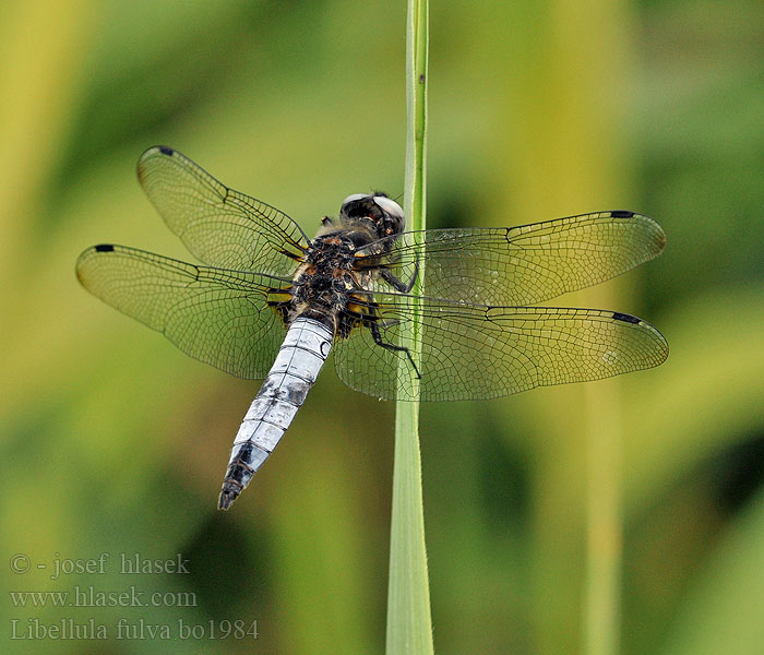 Libellule fauve Libellula fulva Spitzenfleck Bruine korenbout Ważka żółta Vážka plavá Scarce Chaser Blue Spidsplettet Libel Sorjahukankorento Spetsfläckad trollslända Стрекоза рыжая Бабка руда Črni ploščec Mocsári szitakötő