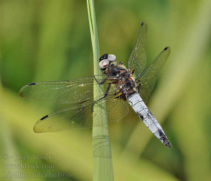 Libellula fulva Libellule fauve Spitzenfleck Bruine korenbout Ważka żółta Vážka plavá Scarce Chaser Blue Spidsplettet Libel Sorjahukankorento Spetsfläckad trollslända Стрекоза рыжая Бабка руда Črni ploščec Mocsári szitakötő