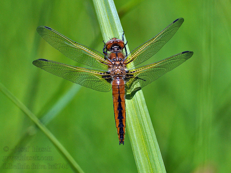 Libellula fulva