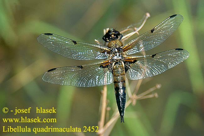 Libellula quadrimaculata Four-spotted chaser Fireplettet Libel Ruskohukankorento Libellule quatre taches Viervlek Libellule quadrimaculata Vierfleck Ważka czarnoplama Vážka čtyřskvrnná Fyrfläckad trollslända Firflekklibelle Стрекоза четырехпятнистая Бабка чотириплямиста Lisasti ploščec ヨツボシトンボ Négyfoltos acsa