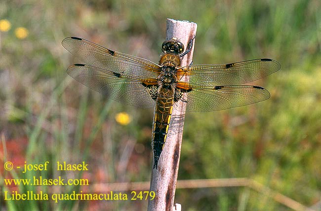 Libellula quadrimaculata 2479