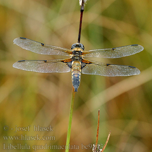 Libellula quadrimaculata bc9543