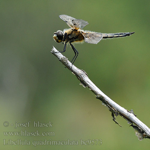 Libellula quadrimaculata bc9573