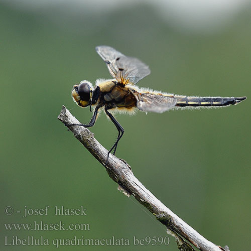 Бабка чотириплямиста Lisasti ploščec ヨツボシトンボ Négyfoltos acsa Libellula quadrimaculata Four-spotted chaser Fireplettet Libel Ruskohukankorento Libellule quatre taches Viervlek Libellule quadrimaculata Vierfleck Ważka czarnoplama Vážka čtyřskvrnná Fyrfläckad trollslända Firflekklibelle Стрекоза четырехпятнистая