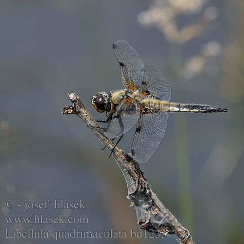 Four-spotted chaser Fireplettet Libel Ruskohukankorento Libellule quatre taches Viervlek Libellule quadrimaculata Vierfleck Ważka czarnoplama Vážka čtyřskvrnná Fyrfläckad trollslända Firflekklibelle Стрекоза четырехпятнистая Бабка чотириплямиста Lisasti ploščec ヨツボシトンボ Négyfoltos acsa Libellula quadrimaculata