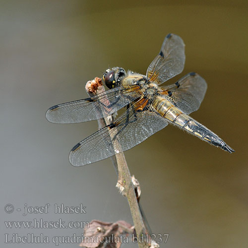 Libellula quadrimaculata bd1237