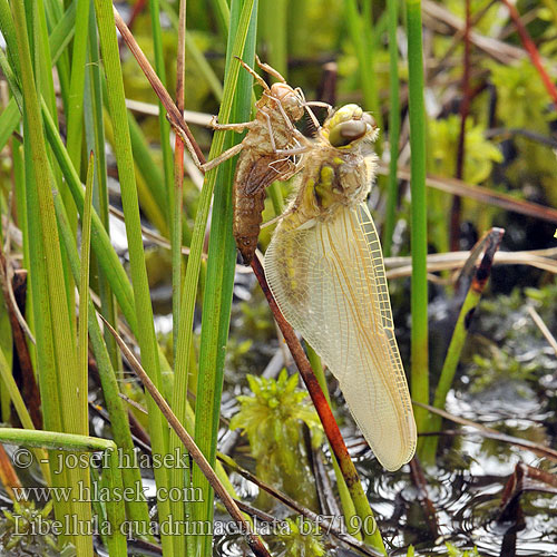 Libellula quadrimaculata bf7190