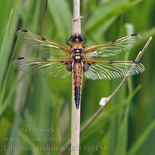 Libellula quadrimaculata bg0154