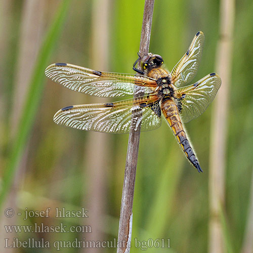 Libellula quadrimaculata bg0611