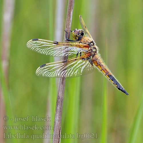 Libellula quadrimaculata bg0621