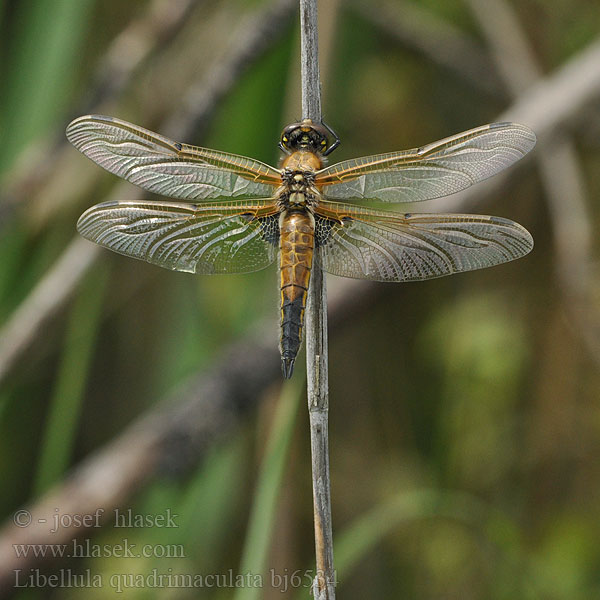 Libellula quadrimaculata bj6534