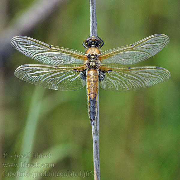 Libellula quadrimaculata bj6546