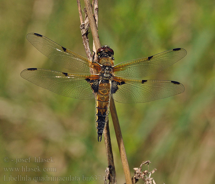 Бабка чотириплямиста Lisasti ploščec ヨツボシトンボ Négyfoltos acsa Libellula quadrimaculata Four-spotted chaser Fireplettet Libel Ruskohukankorento Libellule quatre taches Viervlek Libellule quadrimaculata Vierfleck Ważka czarnoplama Vážka čtyřskvrnná Fyrfläckad trollslända Firflekklibelle Стрекоза четырехпятнистая