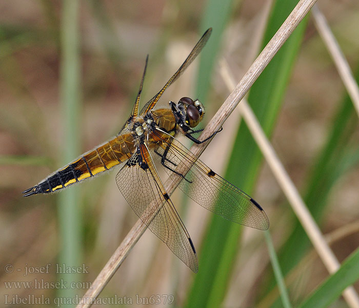 Lisasti ploščec ヨツボシトンボ Négyfoltos acsa Libellula quadrimaculata Four-spotted chaser Fireplettet Libel Ruskohukankorento Libellule quatre taches Viervlek Libellule quadrimaculata Vierfleck Ważka czarnoplama Vážka čtyřskvrnná Fyrfläckad trollslända Firflekklibelle Стрекоза четырехпятнистая Бабка чотириплямиста