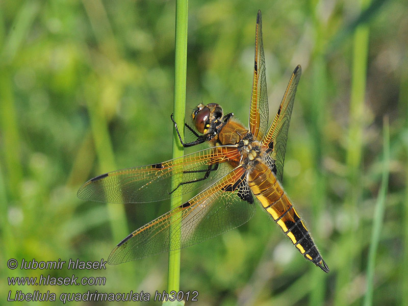 Four-spotted chaser Fireplettet Libel Libellula quadrimaculata