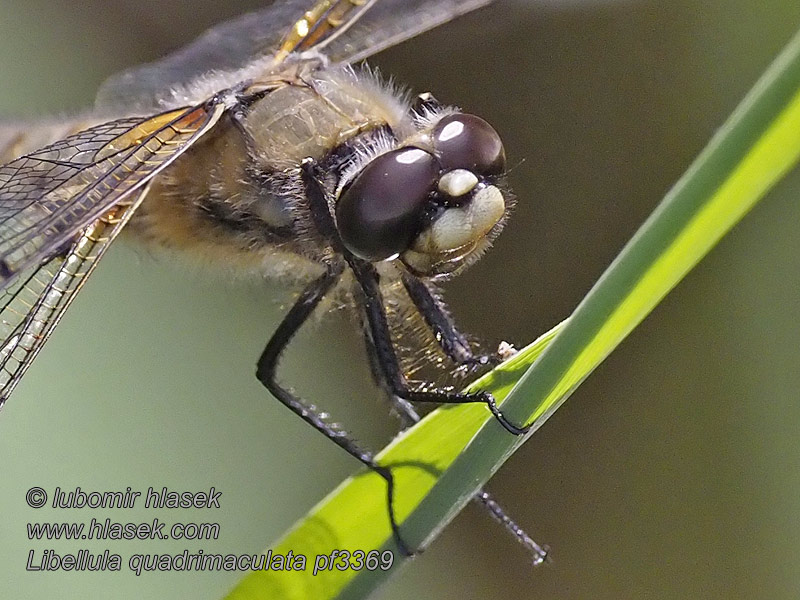 Viervlek Libellule quadrimaculata Vierfleck Libellula quadrimaculata