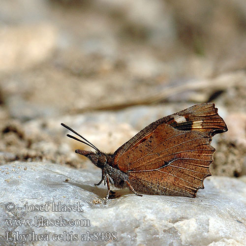 Libythea celtis Cípatec jižní Nettle Tree Butterfly Snout European Beak Škvrnáč brestový Çitlembik kelebeği Zürgelbaum-Schnauzenfalter Zürgelbaumfalter Snudesommerfuglen Echancré Snuitvlinder Koprivićev leptir Csőröslepke Mariposa almez Носатка листовидка листовидная Koprivovčev nosar