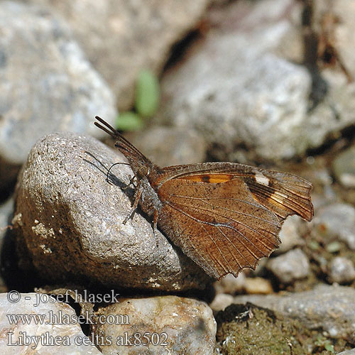 Škvrnáč brestový Çitlembik kelebeği Zürgelbaum-Schnauzenfalter Zürgelbaumfalter Snudesommerfuglen Echancré Snuitvlinder Koprivićev leptir Csőröslepke Mariposa almez Носатка листовидка листовидная Koprivovčev nosar Libythea celtis Cípatec jižní Nettle Tree Butterfly Snout European Beak