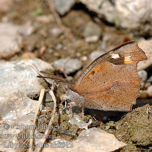 Zürgelbaumfalter Snudesommerfuglen Echancré Snuitvlinder Koprivićev leptir Csőröslepke Mariposa almez Носатка листовидка листовидная Koprivovčev nosar Libythea celtis Cípatec jižní Nettle Tree Butterfly Snout European Beak Škvrnáč brestový Çitlembik kelebeği Zürgelbaum-Schnauzenfalter