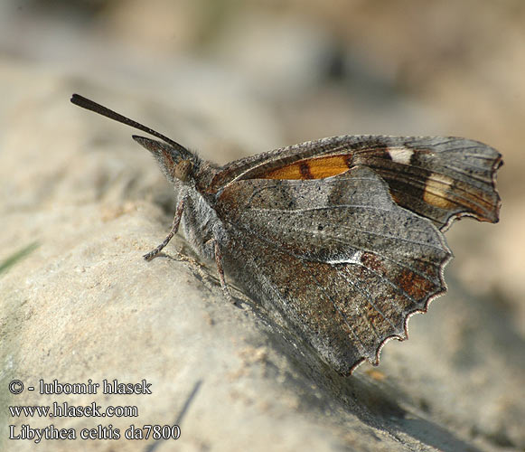 Koprivićev leptir Csőröslepke Mariposa almez Носатка листовидка листовидная Koprivovčev nosar Libythea celtis Cípatec jižní Nettle Tree Butterfly Snout European Beak Škvrnáč brestový Çitlembik kelebeği Zürgelbaum-Schnauzenfalter Zürgelbaumfalter Snudesommerfuglen Echancré Snuitvlinder