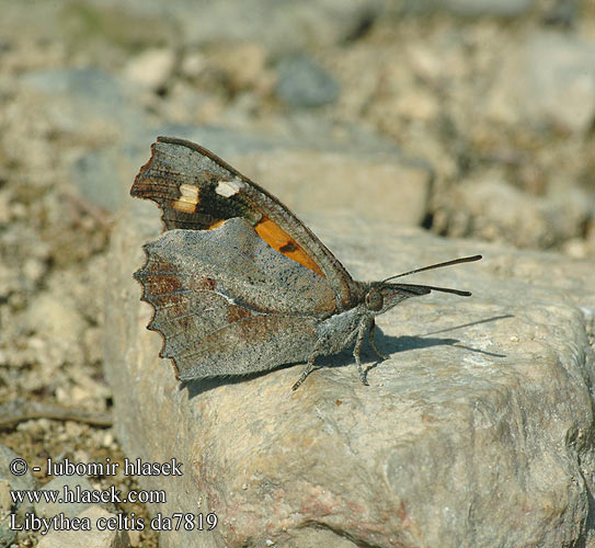 Носатка листовидка листовидная Koprivovčev nosar Libythea celtis Cípatec jižní Nettle Tree Butterfly Snout European Beak Škvrnáč brestový Çitlembik kelebeği Zürgelbaum-Schnauzenfalter Zürgelbaumfalter Snudesommerfuglen Echancré Snuitvlinder Koprivićev leptir Csőröslepke Mariposa almez