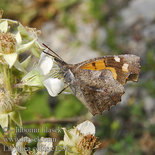 Çitlembik kelebeği Zürgelbaum-Schnauzenfalter Zürgelbaumfalter Snudesommerfuglen Echancré Snuitvlinder Koprivićev leptir Csőröslepke Mariposa almez Носатка листовидка листовидная Koprivovčev nosar Libythea celtis Cípatec jižní Nettle Tree Butterfly Snout European Beak Škvrnáč brestový