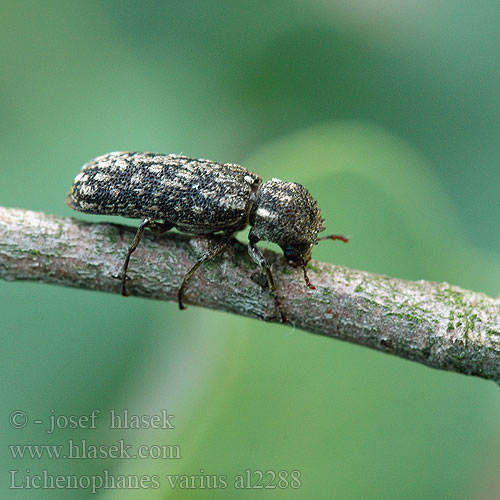 Kapuzenkäfer Korovník dubový Lichenophanes varius