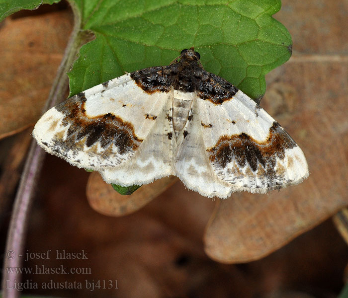 Ligdia adustata Scorched Carpet Phalene Fusain