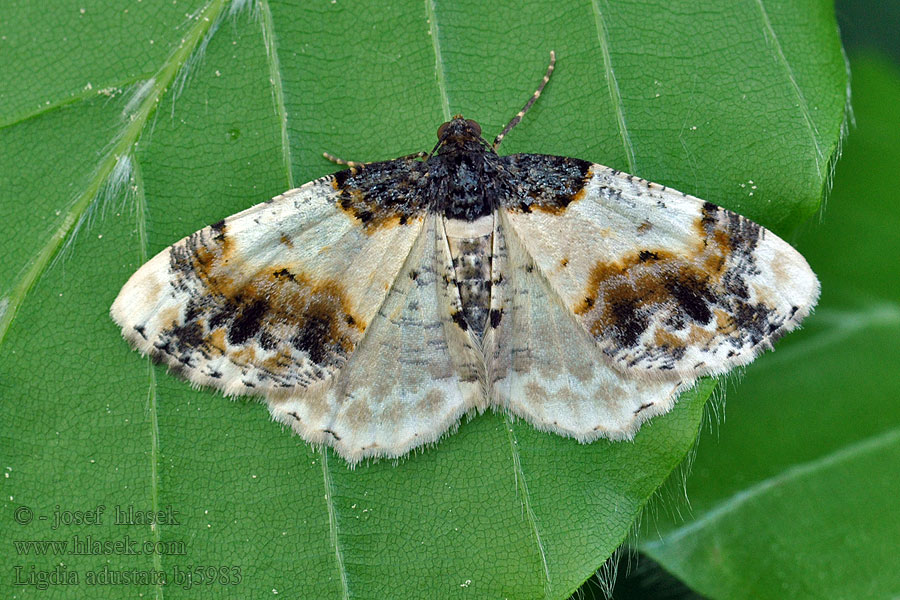 Scorched Carpet Ligdia adustata