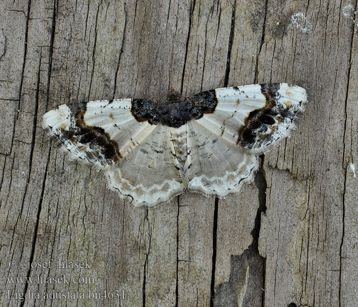 Ligdia adustata Barna levélaraszoló Pfaffenspanner