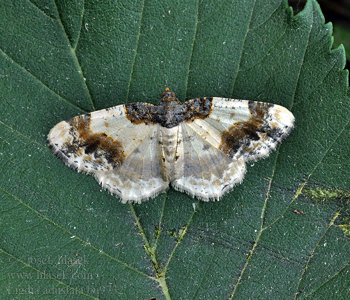 Ligdia adustata Piadivka bršlenová