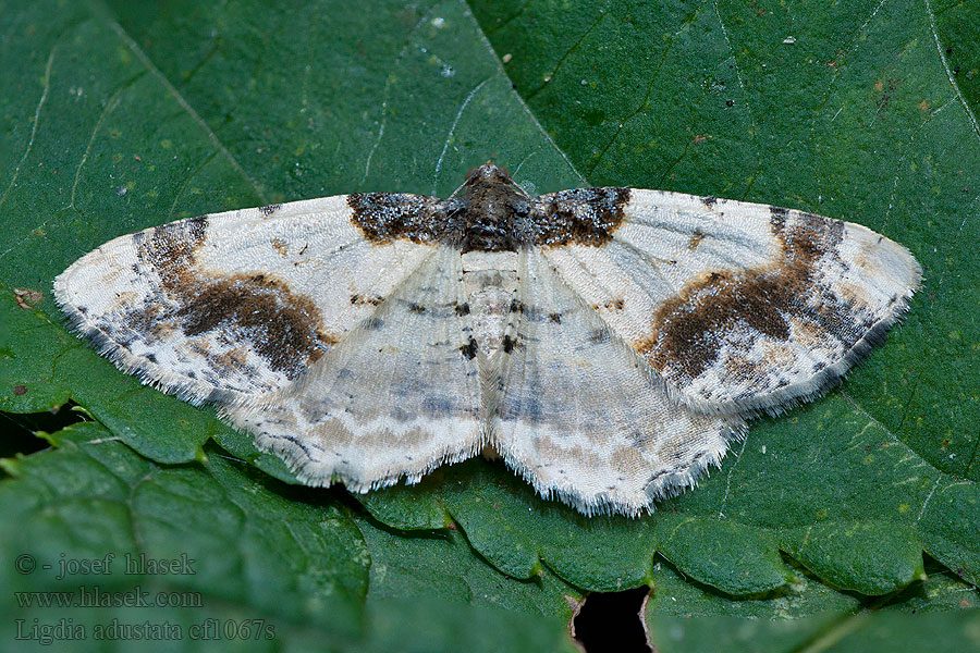 Pfaffenspanner Ligdia adustata