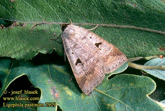 Ligephila pastinum 2929