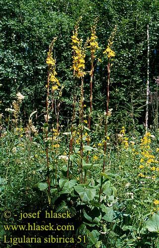 Ligularia sibirica Sibirnokketunge nokketunge Siperiannauhus