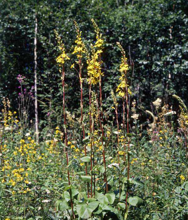 Sibirnokketunge nokketunge Siperiannauhus Ligularia sibirica